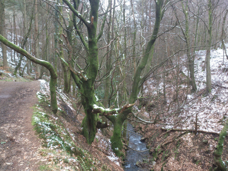 Twrch Trail - Cwmcarn