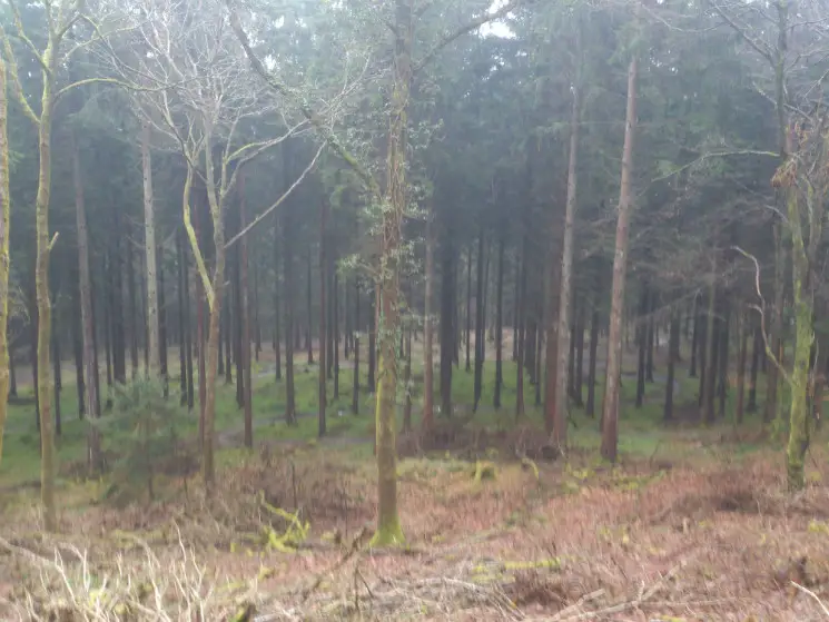 Verderers' Trail - Forest of Dean
