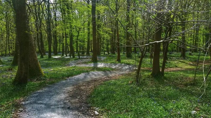 Plymbridge Woods Trail