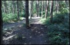 Bourne Wood Cycle Trails