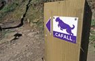 Cafall Mountain Bike Trail - Cwmcarn