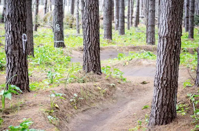 The Pines - Margaret River Mountain Bike Trails - 