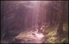 W2 Trail - Afan Forest