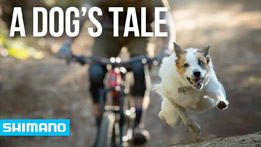 Must Watch: A Dog's Tale