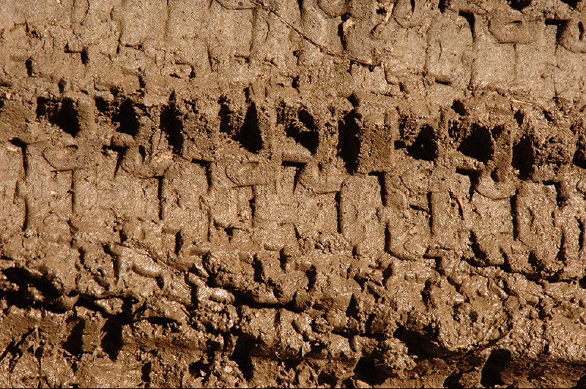 Keep it Clean – tree health call from Forestry Commission Scotland