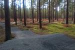 Thetford Forest Pumptrack Reopened