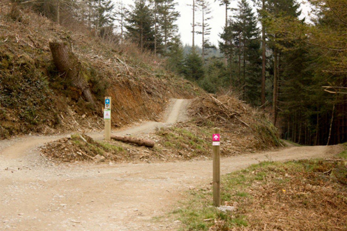 Mountain Bike Trails at Cardinham Woods re-open