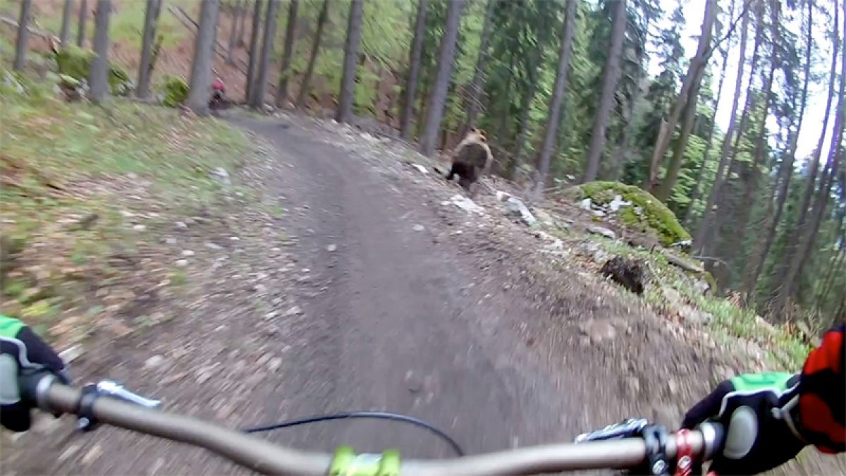 Bear Chases mountain bikers at Bikepark Malino in Slovakia
