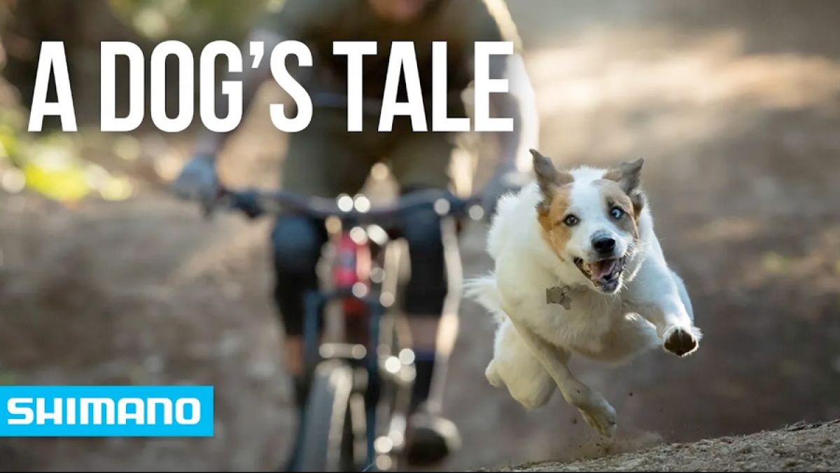 Watch: A Dog's Tale