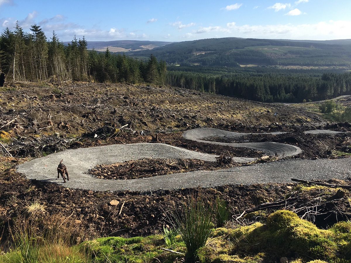 Forestry England Reopens Popular MTB Trails at Kielder Forest