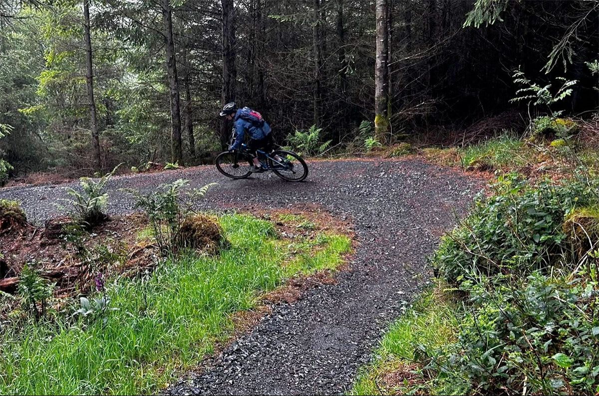Whinlatter's Quercus Trail: Essential Summer Upgrades Complete