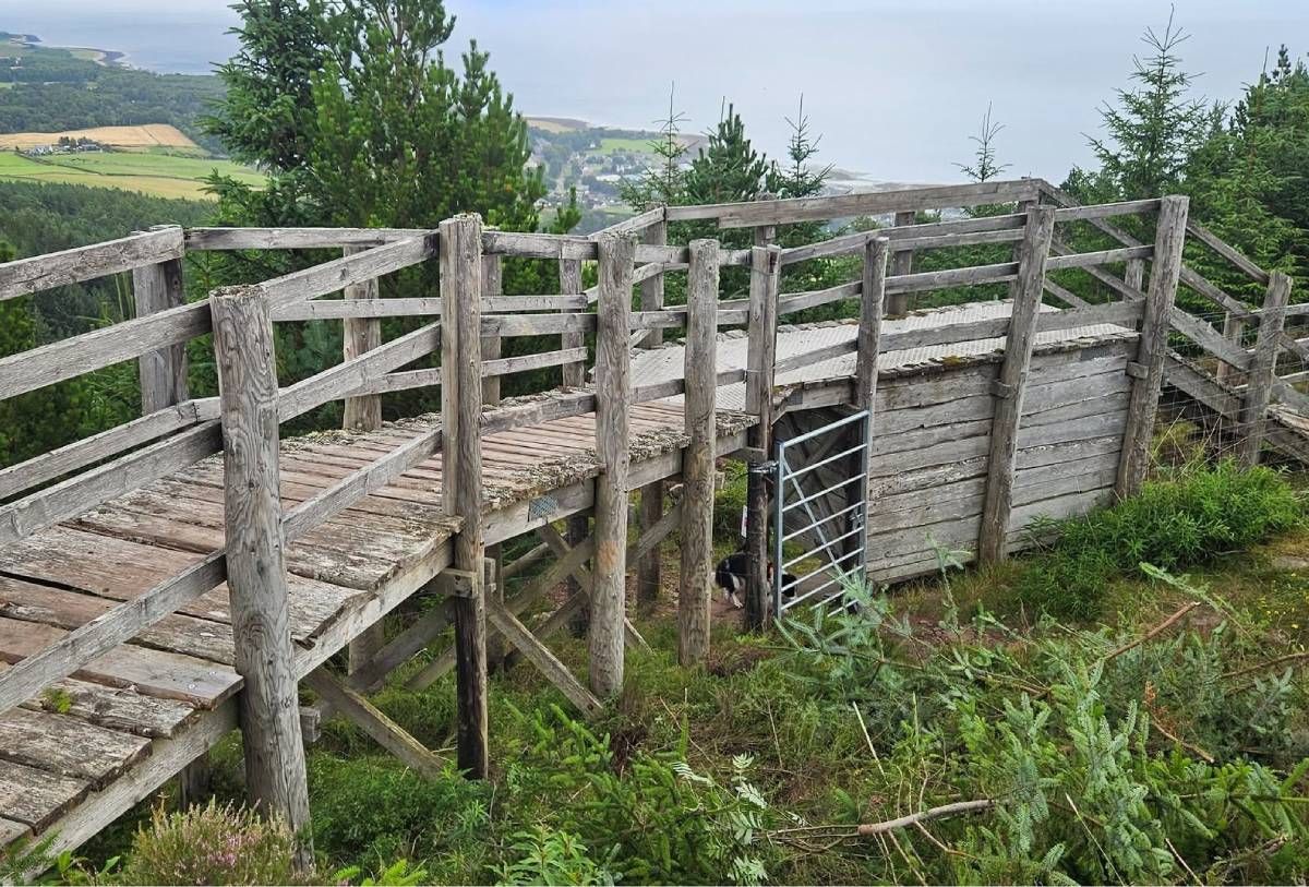 Golspie riders raise over £1,400 for Highland Wildcat flyover project