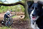 A Ride with A Collie - Tom Gaffney