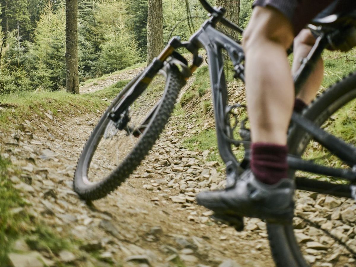 Forestry and Land Scotland Responds to Golfie's Megatrack Trail