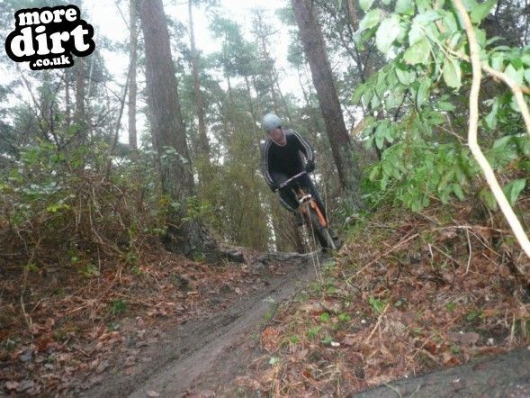 Thetford Forest - The Shepherd Trail