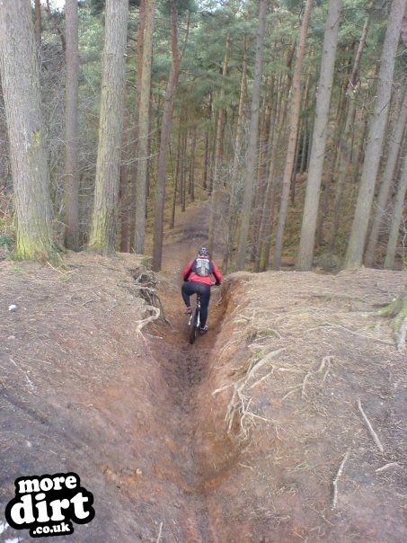 Delamere Forest Mountain Bike Trails