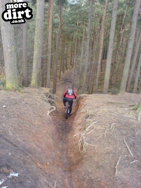 Delamere Forest Mountain Bike Trails