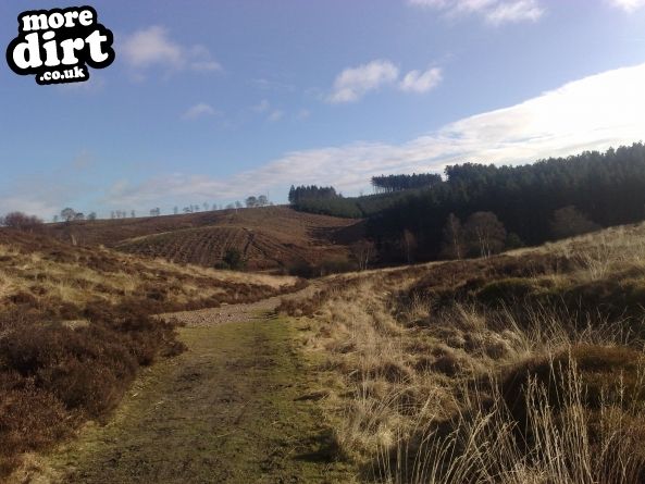 Follow the Dog Trail - Cannock Chase