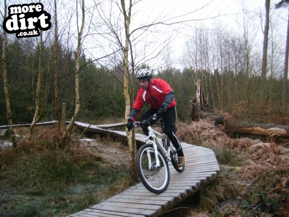 Follow the Dog Trail - Cannock Chase