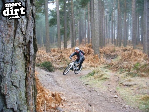 Follow the Dog Trail - Cannock Chase