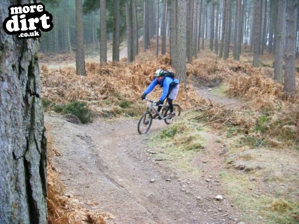 Follow the Dog Trail - Cannock Chase