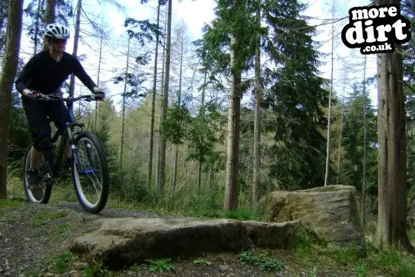The Loop Trail - Hamsterley Forest