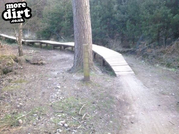 Follow the Dog Trail - Cannock Chase