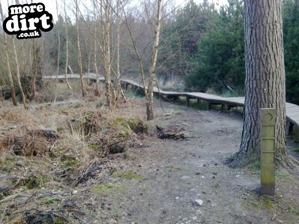 Follow the Dog Trail - Cannock Chase