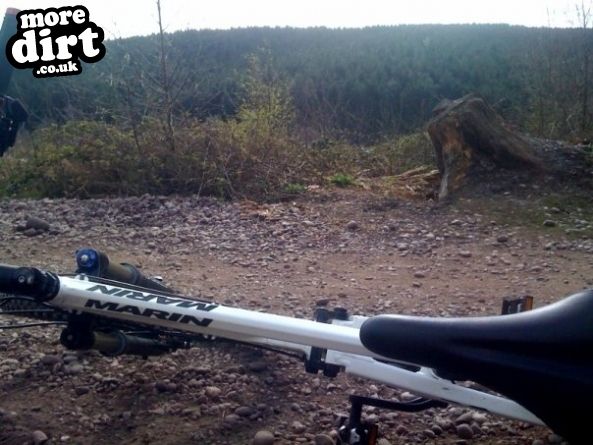 Follow the Dog Trail - Cannock Chase
