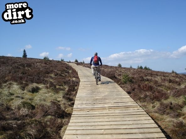 Lonesome Pine Trail - Kielder Forest