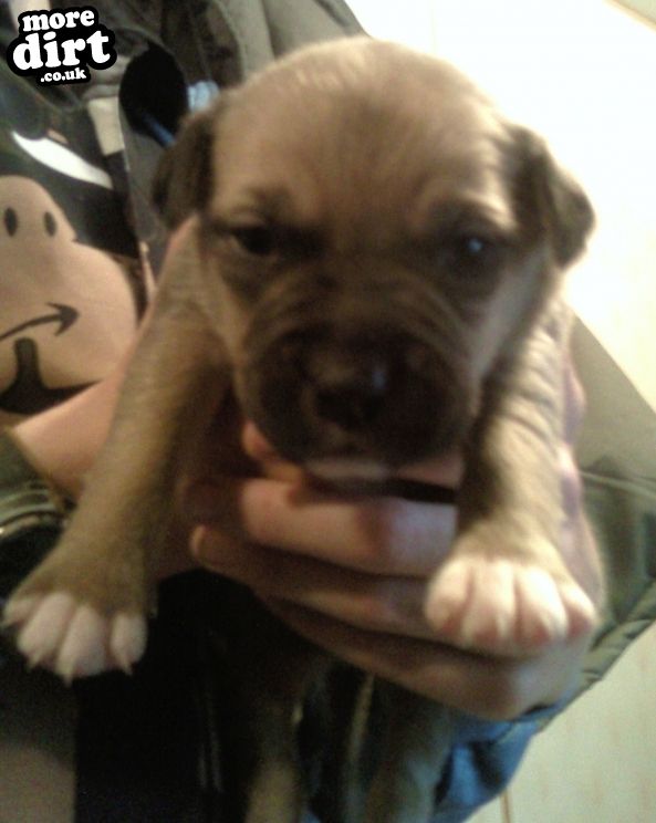 our new puppy we are collecting in 5 weeks time ap