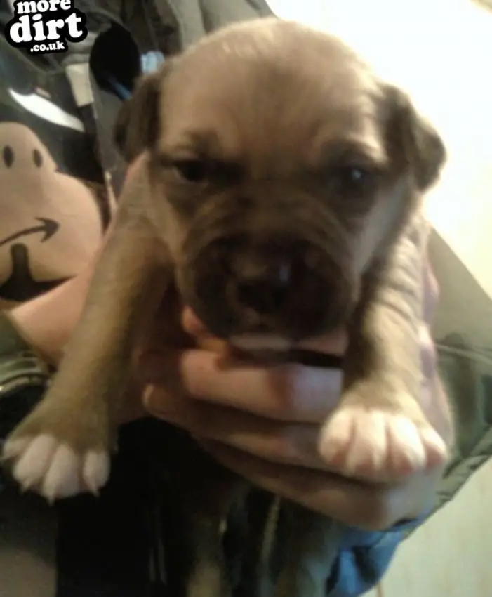 our new puppy we are collecting in 5 weeks time ap