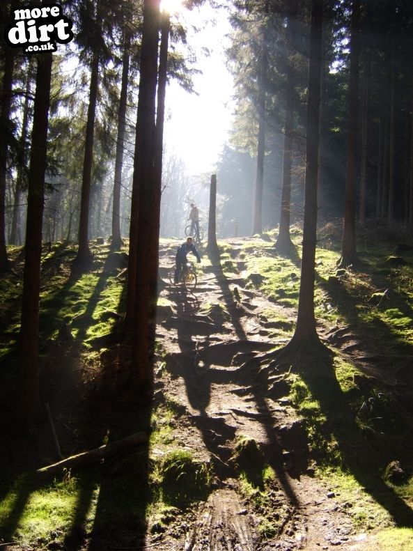 Freeminer Trail - The Forest of Dean