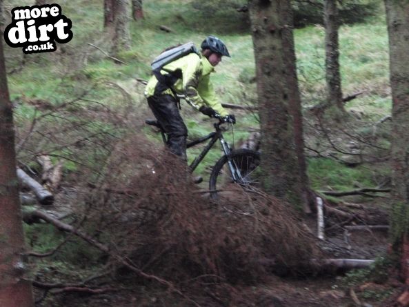 Altura Trail - Whinlatter Forest