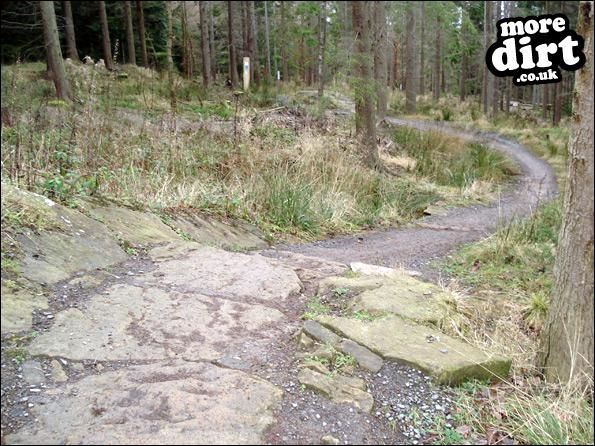 Hamsterley Forest Mountain Bike Trails