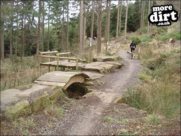 Hamsterley Forest Mountain Bike Trails