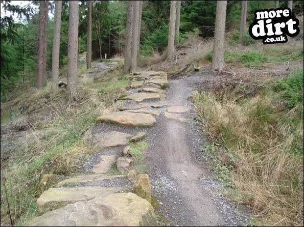 Hamsterley Forest Mountain Bike Trails