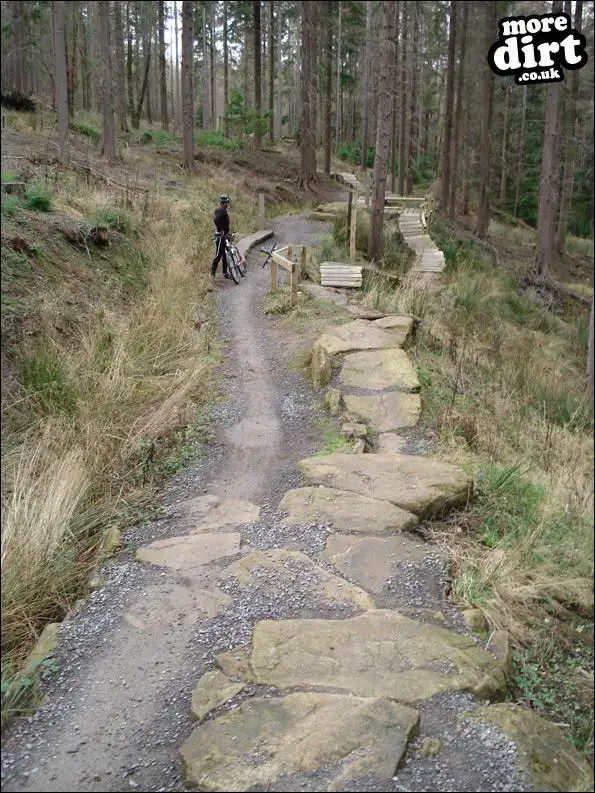 The Loop Trail - Hamsterley Forest