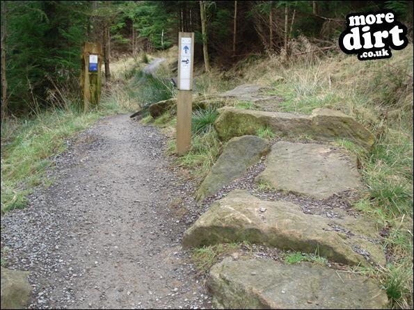 Hamsterley Forest Mountain Bike Trails
