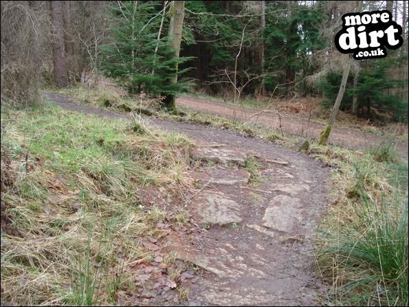 Hamsterley Forest Mountain Bike Trails