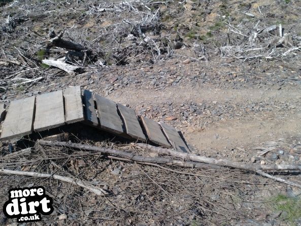 Altura Trail - Whinlatter Forest