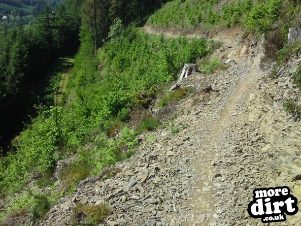 Altura Trail - Whinlatter Forest