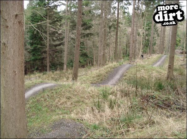 Hamsterley Forest Mountain Bike Trails