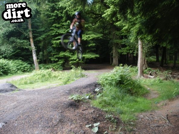 Downhill Trails - Forest of Dean