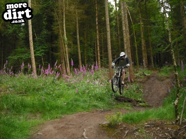Wentwood Forest Downhill Trail