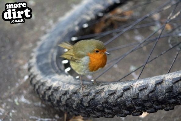 Delamere Forest Mountain Bike Trails