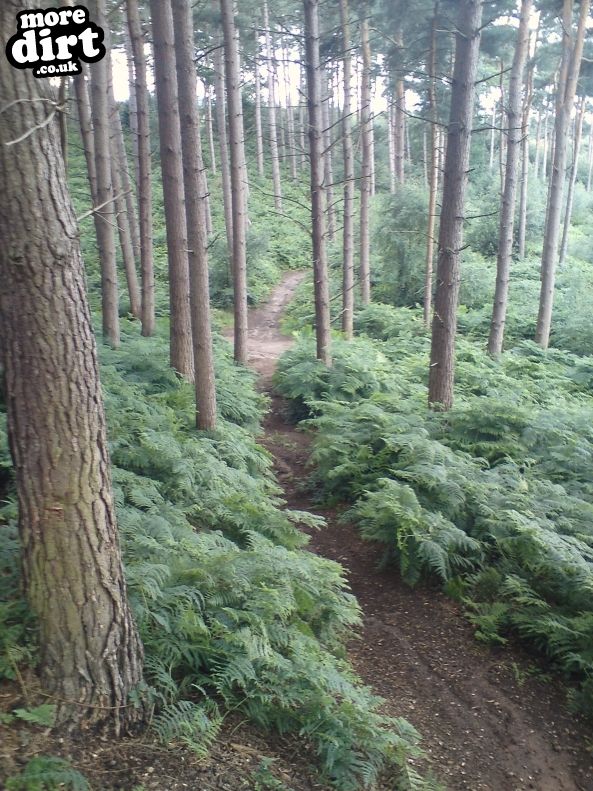 Delamere Forest Mountain Bike Trails