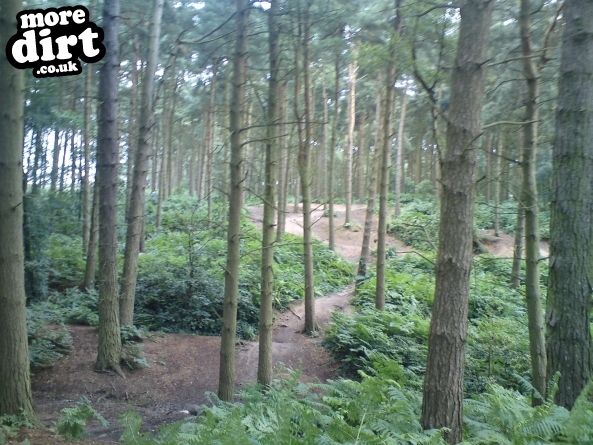 Delamere Forest Mountain Bike Trails