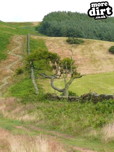 Guisborough Forest Mountain Bike Trails