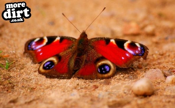 Follow the Dog Trail - Cannock Chase